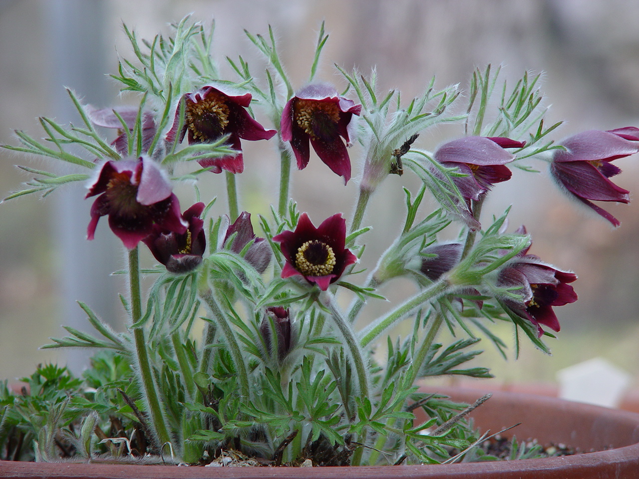Pulsatilla koreana